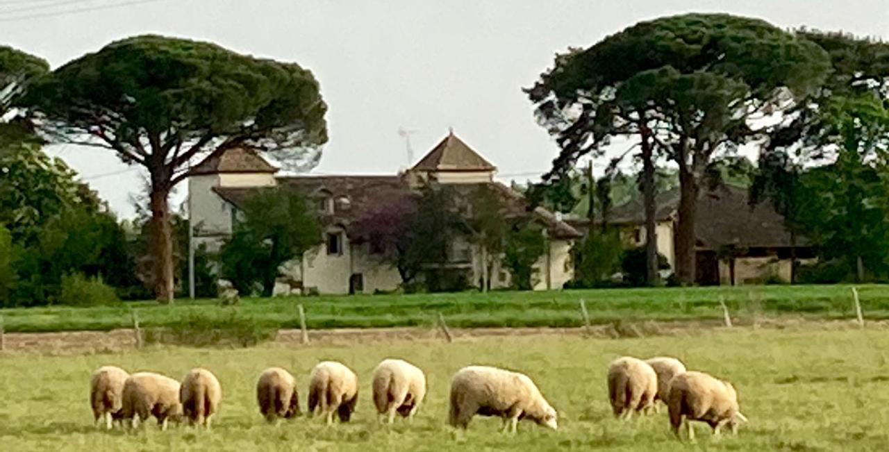 Domaine De Menerque - Petit Chateau Avec Piscine Lisle-sur-Tarn Eksteriør bilde